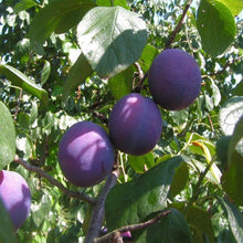 Load image into Gallery viewer, New color 💜 Kitty Lux - Purple *Pre Order 14-18 working days (HKD)